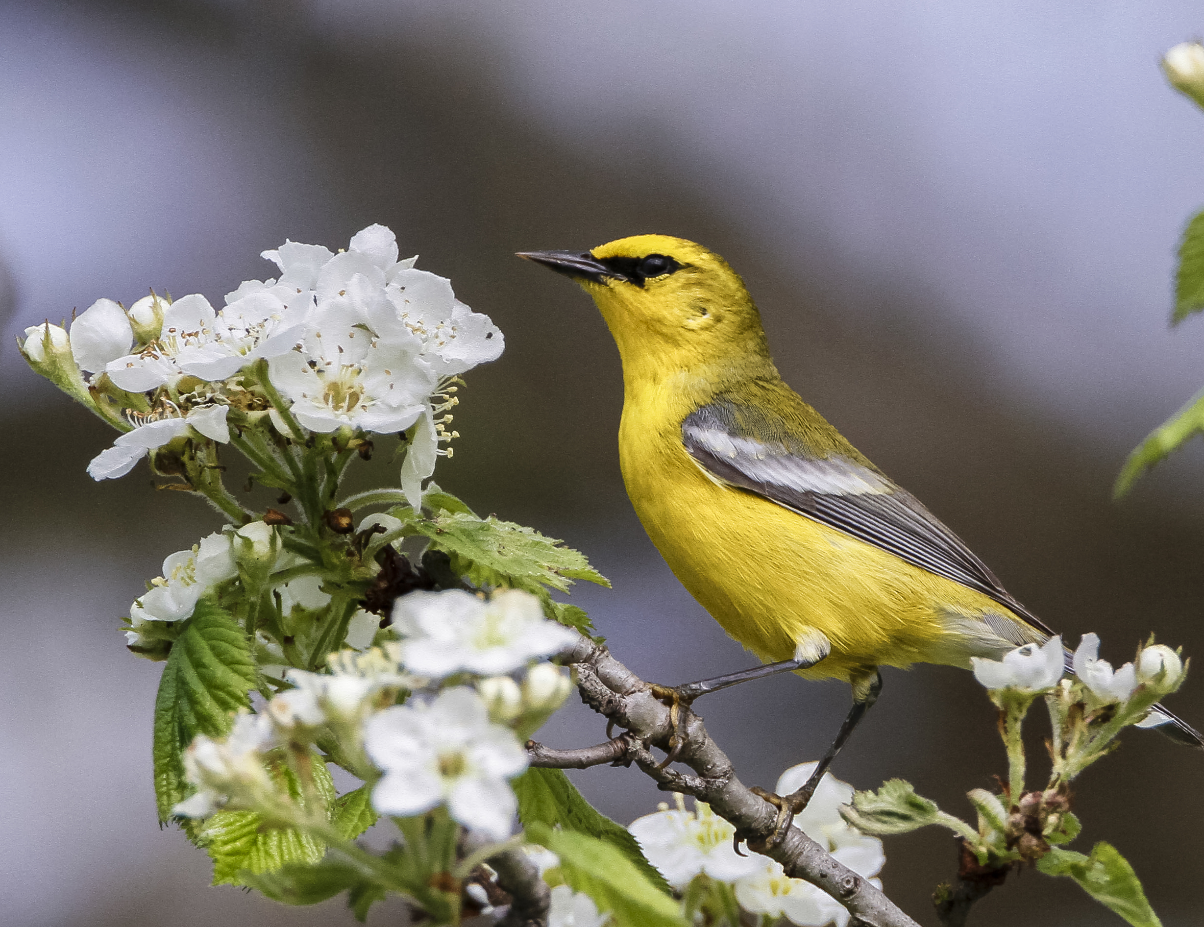 Blue-winged Warbler | Shutterbug